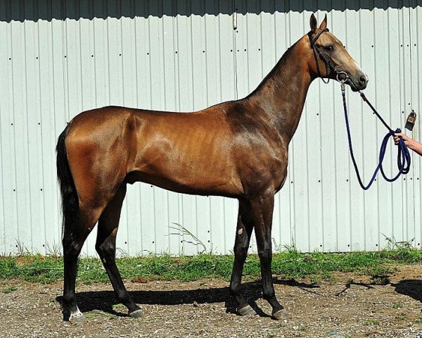 horse Sukhty (Akhal-Teke, 2010, from Melebaidak)