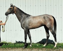 horse Prikaz (Akhal-Teke, 2010, from Melebaidak)