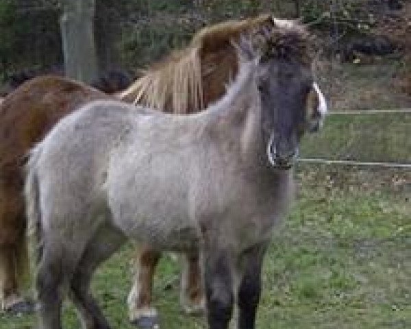 Pferd Keli vom Steinberg Hof (Islandpferd, 2006, von Leiknir vom Steinberghof)