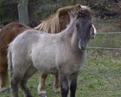 Pferd Keli vom Steinberg Hof (Islandpferd, 2006, von Leiknir vom Steinberghof)