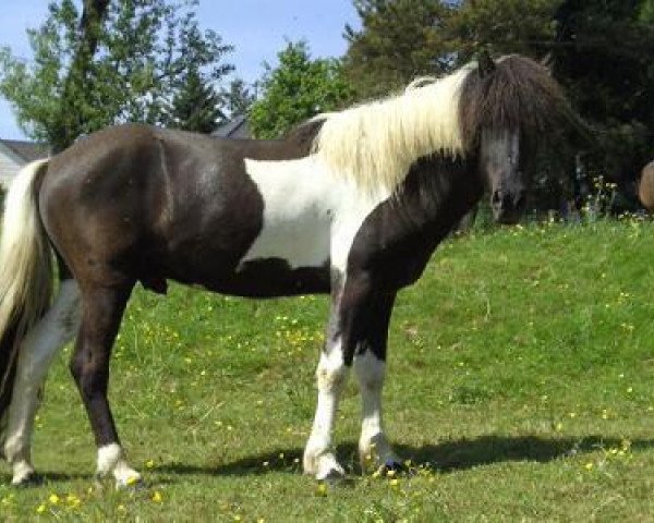 stallion Kiljan vom Kirchewald (Iceland Horse, 2006, from Hrafn)