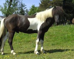 stallion Kiljan vom Kirchewald (Iceland Horse, 2006, from Hrafn)