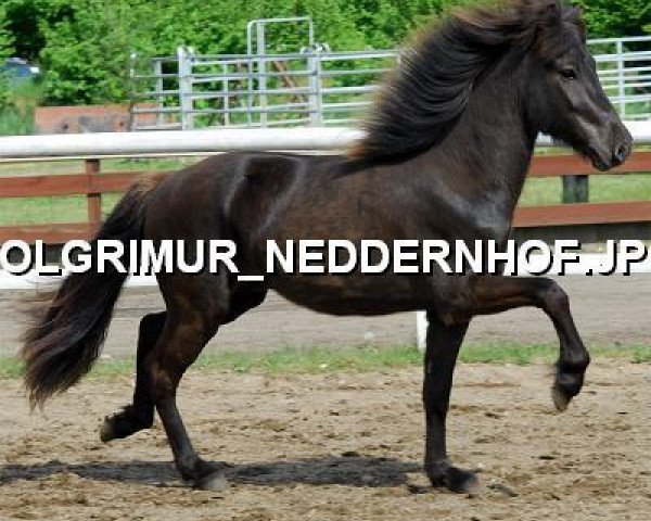 horse Kolgrimur vom Neddernhof (Iceland Horse, 2006, from Kopernikus vom Heesberg)