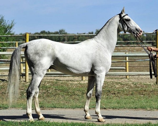 stallion Pekhimdar (Akhal-Teke, 2001, from Murgab)