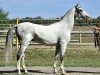 stallion Pekhimdar (Akhal-Teke, 2001, from Murgab)