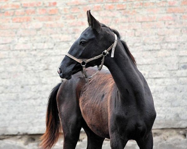 horse Orazserdar (Akhal-Teke, 2012, from Murgab)