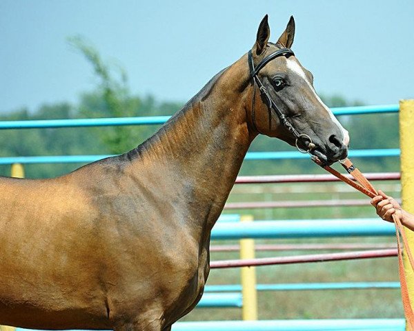 horse Maskarad (Akhal-Teke, 2011, from Yazaidym)