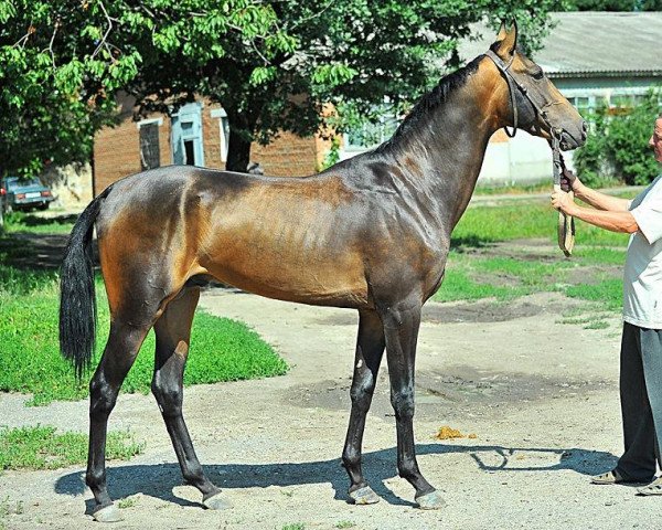 horse Khrustal (Akhal-Teke, 2011, from Piastr)