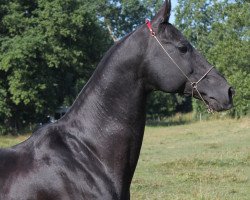 stallion Stambul (Akhal-Teke, 2001, from Maksut 2)