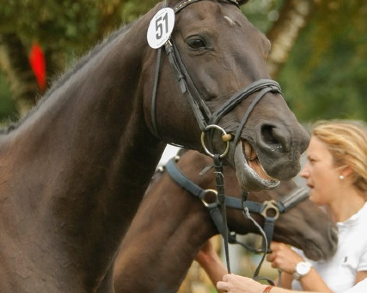 broodmare Coeur-As II (Trakehner, 1997, from Goldino)