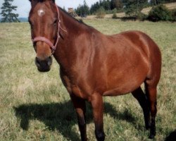 broodmare Sreda (Akhal-Teke, 1995, from Dorkusch)