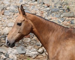 broodmare Sirena (Akhal-Teke, 2002, from Ekemen)