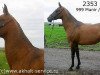 broodmare Magma (Akhal-Teke, 1987, from Munir)