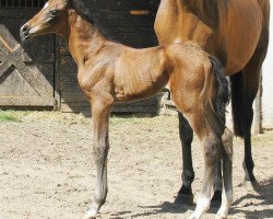 horse Shergir (Akhal-Teke, 2013, from Samurai)