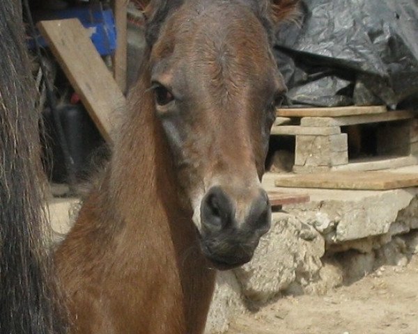 Pferd Shabrang (Achal Tekkiner, 2013, von Samurai)