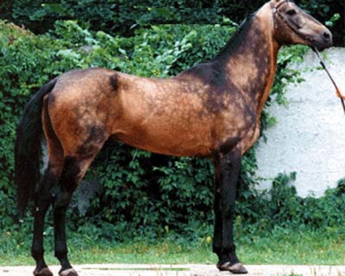 stallion Singapur (Akhal-Teke, 1981, from Senagat)