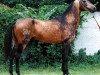 stallion Singapur (Akhal-Teke, 1981, from Senagat)