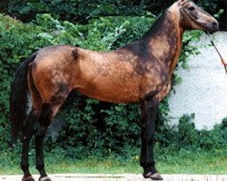 stallion Singapur (Akhal-Teke, 1981, from Senagat)