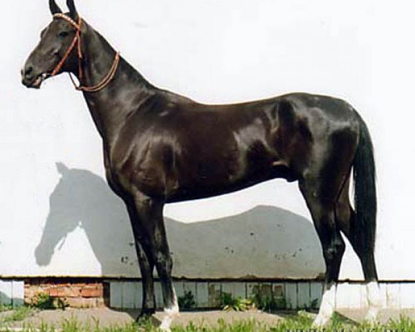 stallion Karar (Akhal-Teke, 1995, from Kerzi)