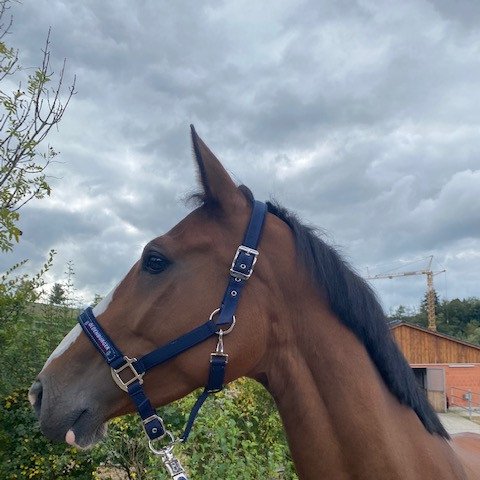 jumper Scalotta (Oldenburg show jumper, 2017, from Quasimodo vd Molendreef)