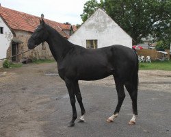 horse Sharibo (Akhal-Teke, 2009, from Shaitan Shael)