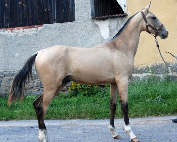 horse Sergesdan (Akhal-Teke, 2012, from Serdarjan)