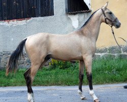 horse Sergesdan (Akhal-Teke, 2012, from Serdarjan)