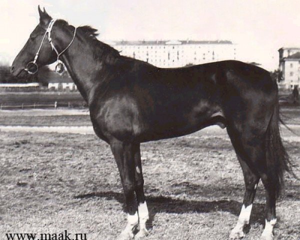 stallion Farfor (Akhal-Teke, 1954, from Fed)