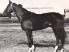 stallion Farfor (Akhal-Teke, 1954, from Fed)