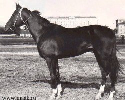 stallion Farfor (Akhal-Teke, 1954, from Fed)