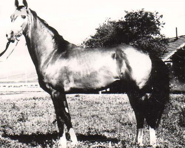 stallion Finish (Akhal-Teke, 1965, from Farfor)