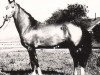 stallion Finish (Akhal-Teke, 1965, from Farfor)