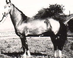 stallion Finish (Akhal-Teke, 1965, from Farfor)