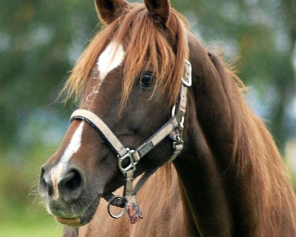 broodmare Sayatkhanum (Akhal-Teke, 1985, from Dagestan)