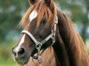 broodmare Sayatkhanum (Akhal-Teke, 1985, from Dagestan)