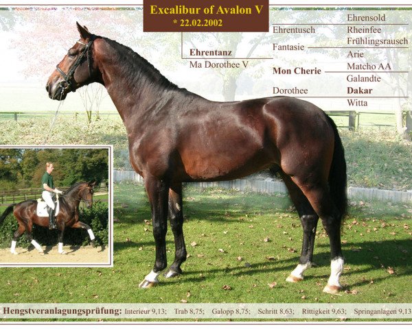 Pferd Excalibur of Avalon V (Westfale, 2002, von Ehrentanz I)