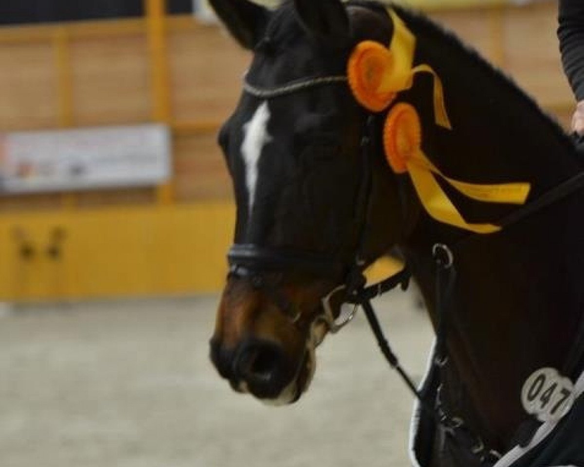 Springpferd Campino 71 (Bayer, 1995, von Coriograf B)
