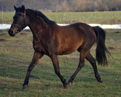 broodmare Blanka (German Riding Pony, 1997, from Boris)