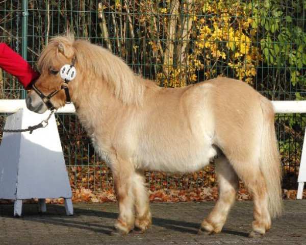 Deckhengst Enzo v.d. Schellenkranz (Shetland Pony (unter 87 cm), 2011, von abc)