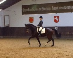 dressage horse Rockwell's Son (Westphalian, 2001, from Rockwell)