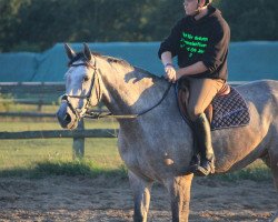 Springpferd Amadeus (Holsteiner, 2007, von Artani 2)