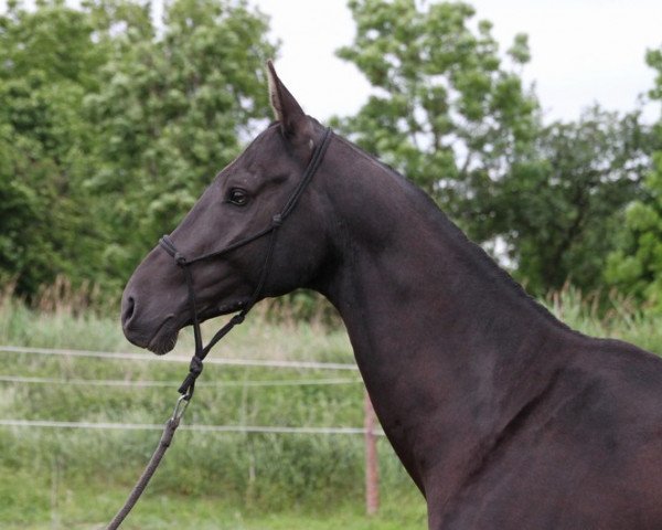 horse Saphire (Akhal-Teke, 2008, from Shahar Shael)