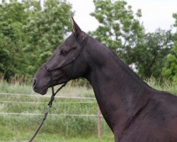 horse Saphire (Akhal-Teke, 2008, from Shahar Shael)