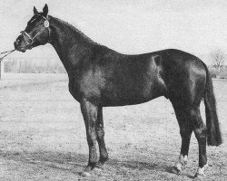 horse Lenski (Hanoverian, 1979, from Lehnsherr)