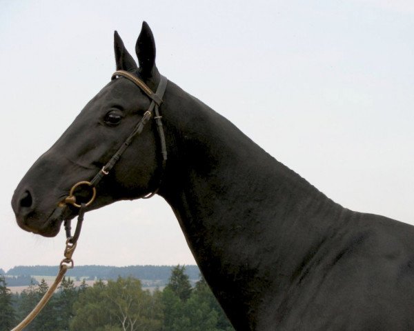 stallion Samurai (Akhal-Teke, 2001, from Maksut 2)