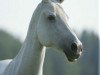 broodmare Salamandra (Akhal-Teke, 1996, from Salam)