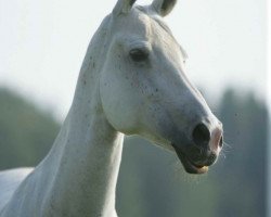 broodmare Salamandra (Akhal-Teke, 1996, from Salam)