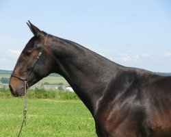 horse Saladdin (Akhal-Teke, 2011, from Samurai)