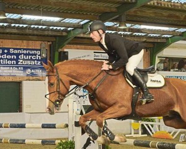 stallion Again du Toultia (Belgium Sporthorse, 2006, from Mr Blue)