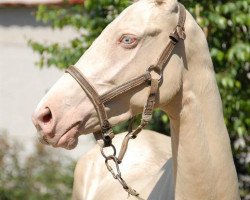 horse Pomona (Akhal-Teke, 2004, from Piastr)